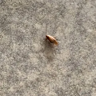 a dead bug on a sidewalk