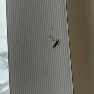 Dead roach on blind in dining room