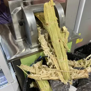 Sugar cane