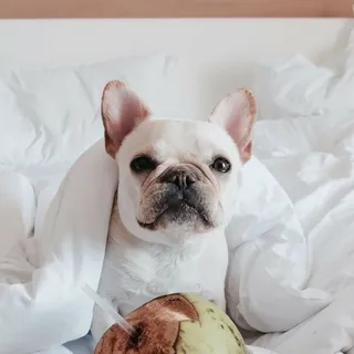 Anh N.