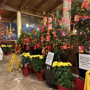 Chinese New Year celebratory decorations.
