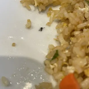 Bugs anyone?