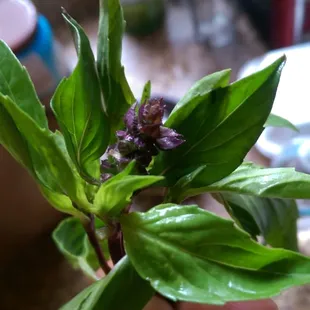 Thai Basil
