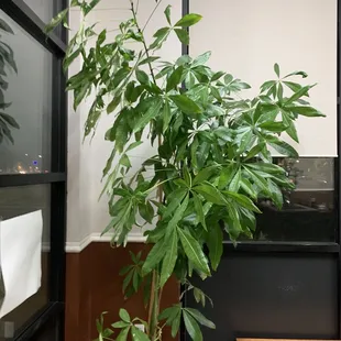 Money Tree
