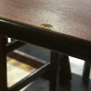 Roach