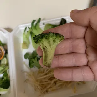 Broccoli that is obviously bad.