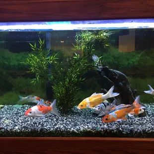 Such pretty fish!