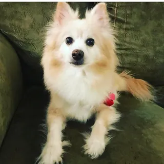 Princess H.