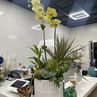 Grand opening orchid arrangement!