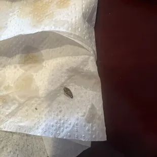 Baby cock roach