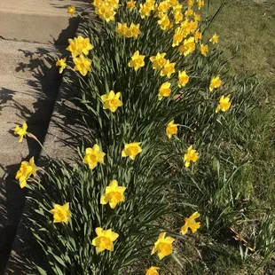 Daffodils