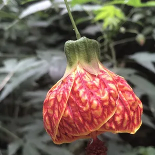 Silver leaf princess flower