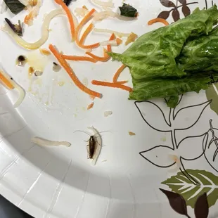 Cockraoch from the salad.
