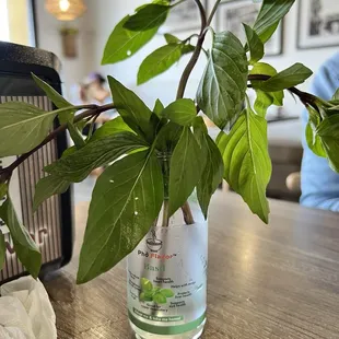 Basil for pho