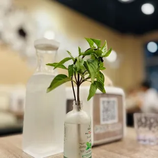 Unique concept.. basils for you to bring home to grow !