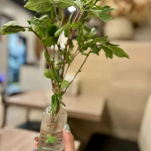 Free complimentary basil bottle