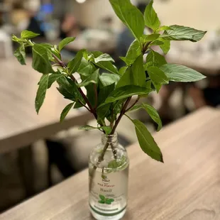 Fresh basil - you can take this home and regrow them