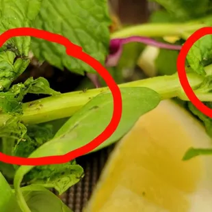 a close up of a green vegetable