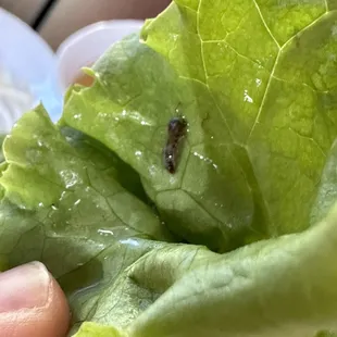 food, burritos and wraps