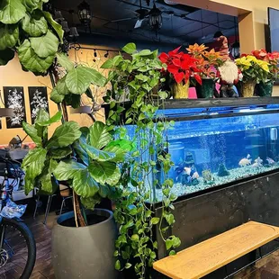 12/20/24 Fish tank by the ordering counter