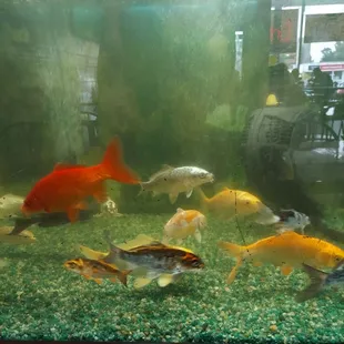 Fish tank
