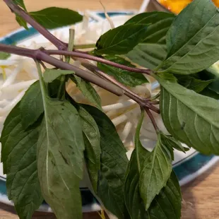Side of basil and bean sprouts for soup
