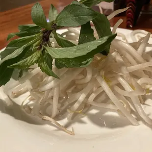 Sprouts and basil for Beef pho