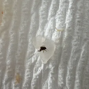 removed a dead bug inside the shrimp spring roll we&apos;ve ordered. disgusting