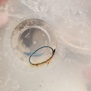 This was at the bottom of the broth container