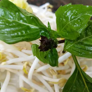 Thai Basil Rose