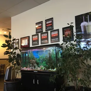 Here fishy fishy
