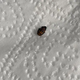 a lady bug in the snow