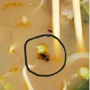 Do you guys see this fly in my Pho?