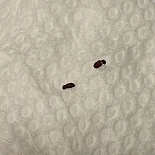 These were so hard to see I thought it was seasoning