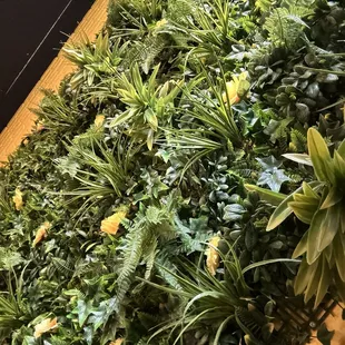 a close up of a wall of plants