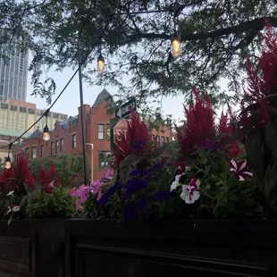 flowers in a window box