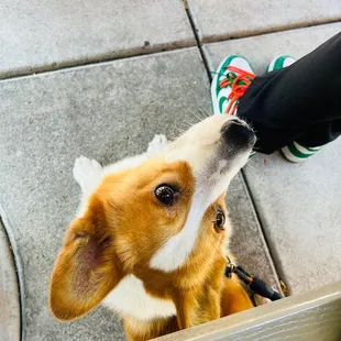 Services dog