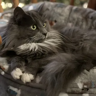 Laura O.