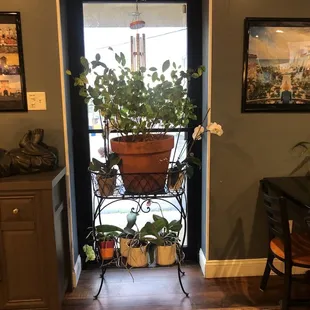 a potted plant on a stand