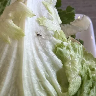 Bug on my lettuce