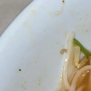 multiple bugs in 3 vegan pho dishes 04/09/23 6:25pm