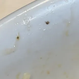 multiple bugs in 3 vegan pho dishes 04/09/23 6:25pm