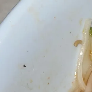 multiple bugs in 3 vegan pho dishes 04/09/23 6:25pm