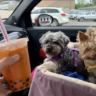 Boba Thai tea