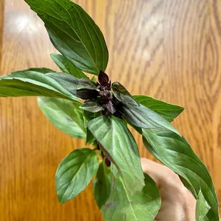 Fresh basil for the pho.