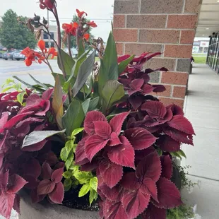 Flowers out front