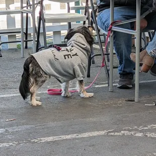 a dog wearing a sweatshirt