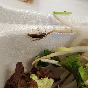Food was good. Bugs are not. Eat at your own risk.