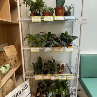 Plants for sale