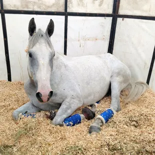 Coors! Won the first stage of the five year olds in Kentucky.